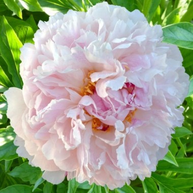 Paeonia Chinook
